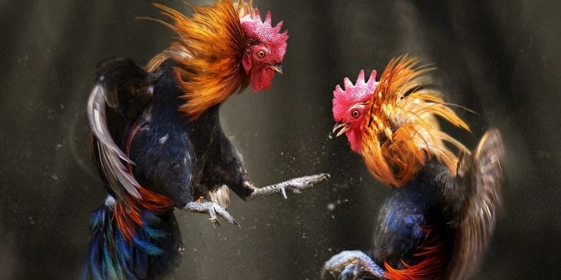 Anh em thắng lớn đá gà C3