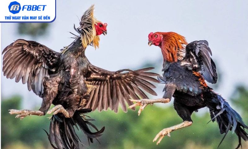 Sảnh đá gà C3 F8bet chuyên nghiệp