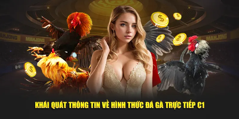 Thể loại đá gà trực tiếp C1 đa dạng