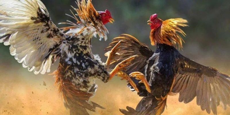 Cửa cược đá gà C3 đa dạng