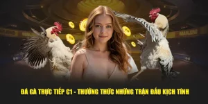 Không khí đá gà trực tiếp C1 sôi động